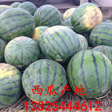 辽宁西瓜最新行情及价格分析