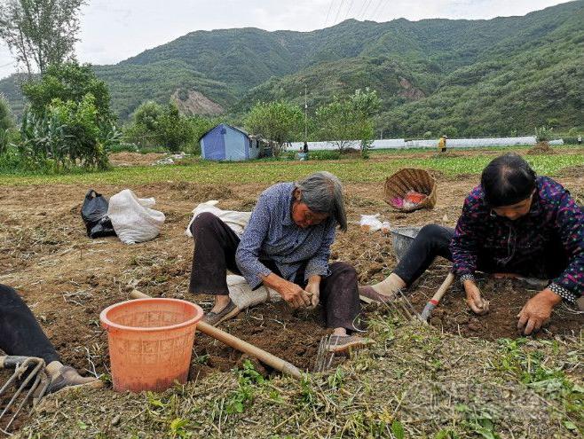 最新党参价格揭秘，市场行情一网打尽