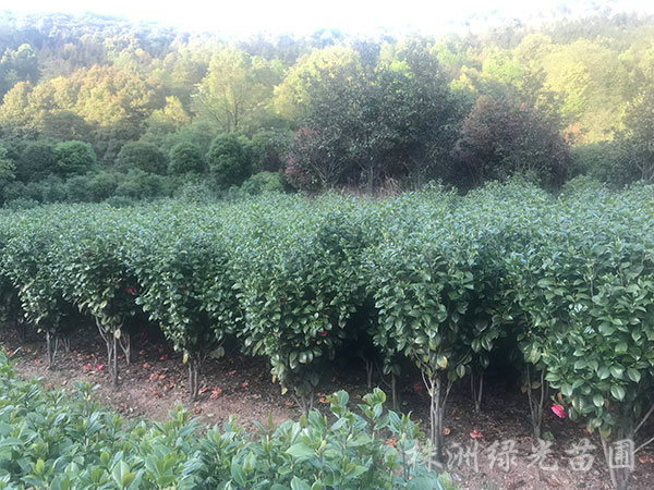 最新苗木品种，友情绽放下的绿意盎然之选