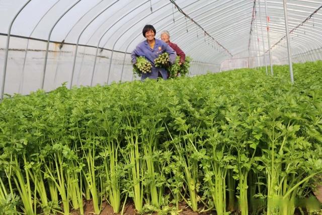 沂南芹菜最新价格及自然美景探索之旅