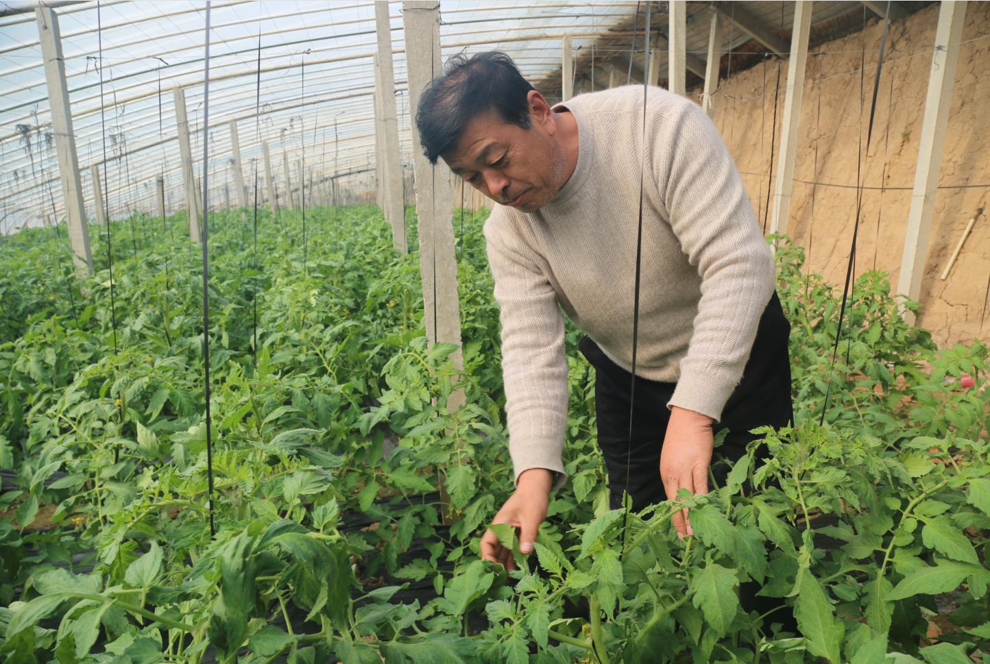 聊城菠菜最新价格分析与探讨