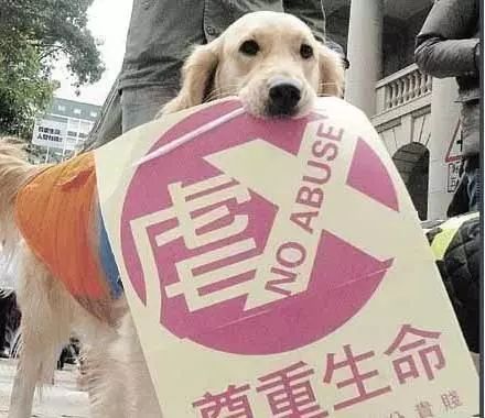 时代背景下的反思与探讨，最新虐狗视频引发关注与讨论
