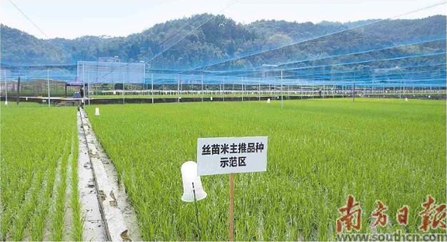 最新农业种植项目，绿意盎然小天地里的温情故事探索