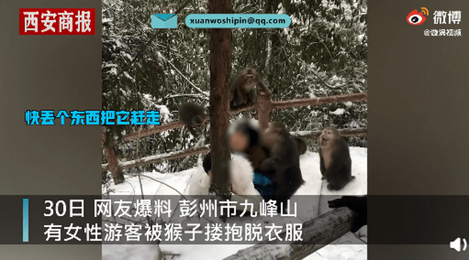 最新猴子打野视频，自然探索之旅，寻找内心平和与宁静的旅程