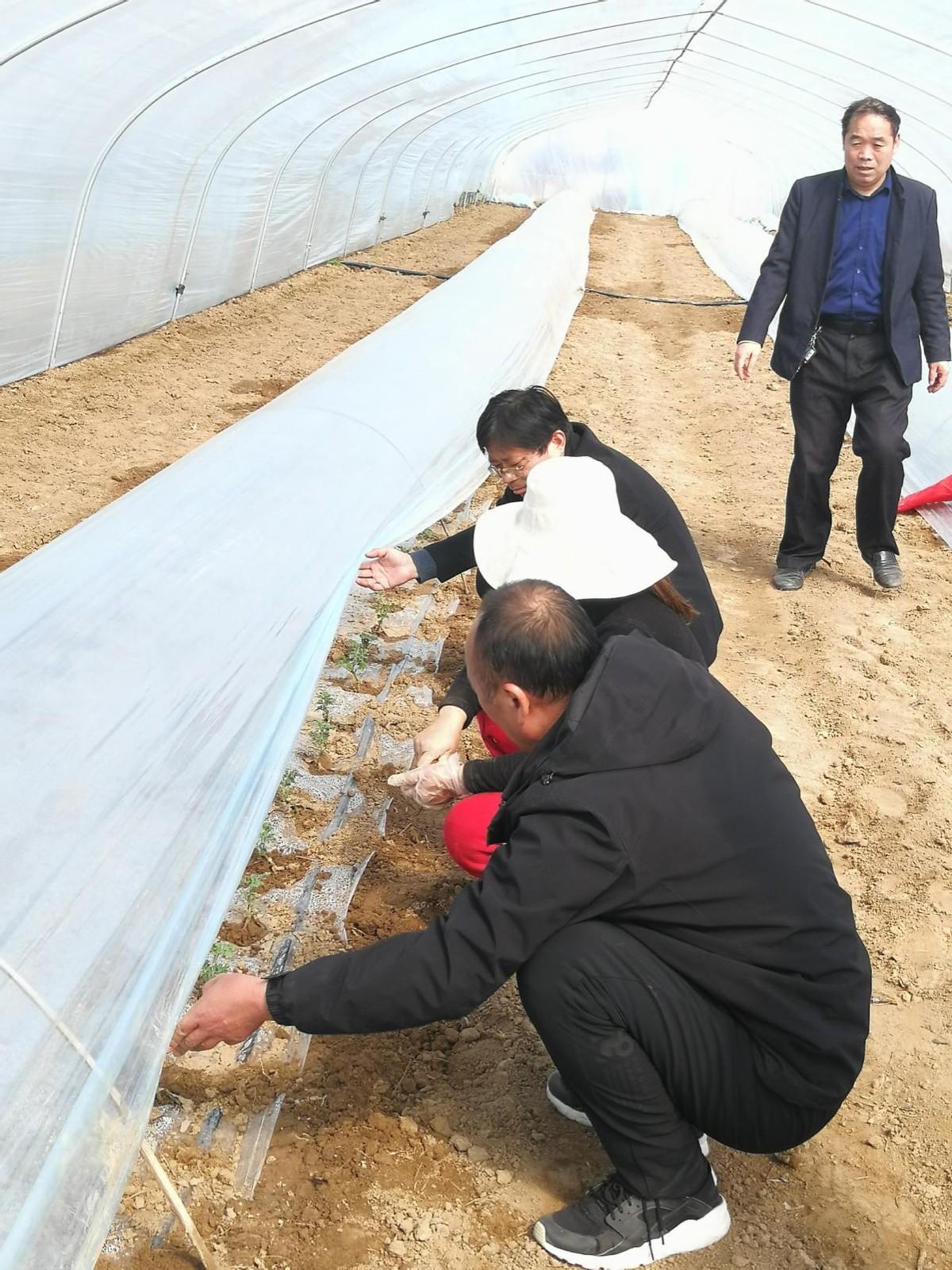 开封西瓜最新行情及价格更新
