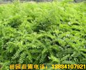最新刺槐求购信息及采购指南