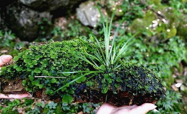 石菖蒲最新价格行情详解及获取方法指南